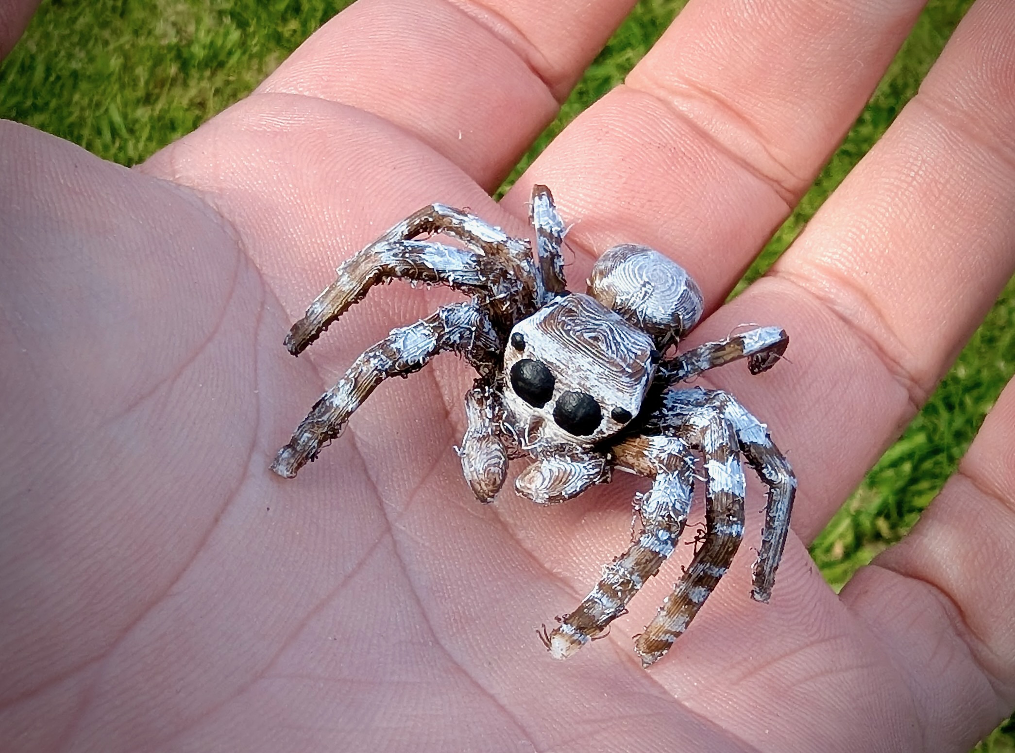 Jumping Spider preview 2