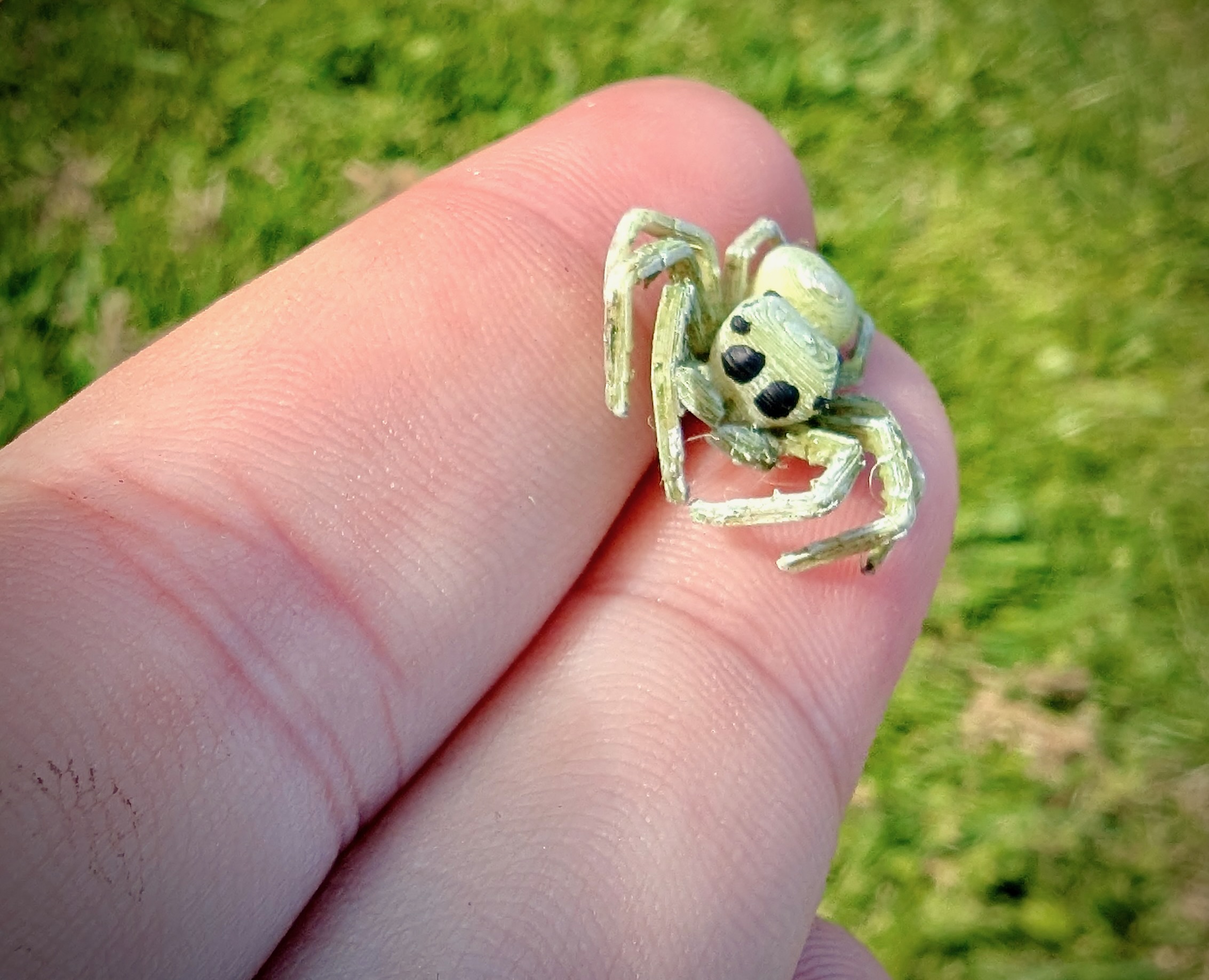 Jumping Spider preview 3