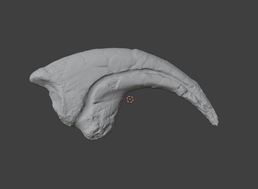 Allosaurus fragilis Claw preview 4