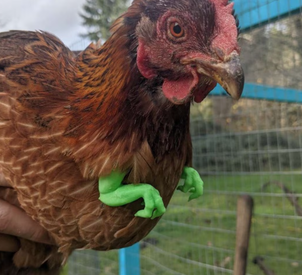 Chicken Velociraptor Arms preview 1