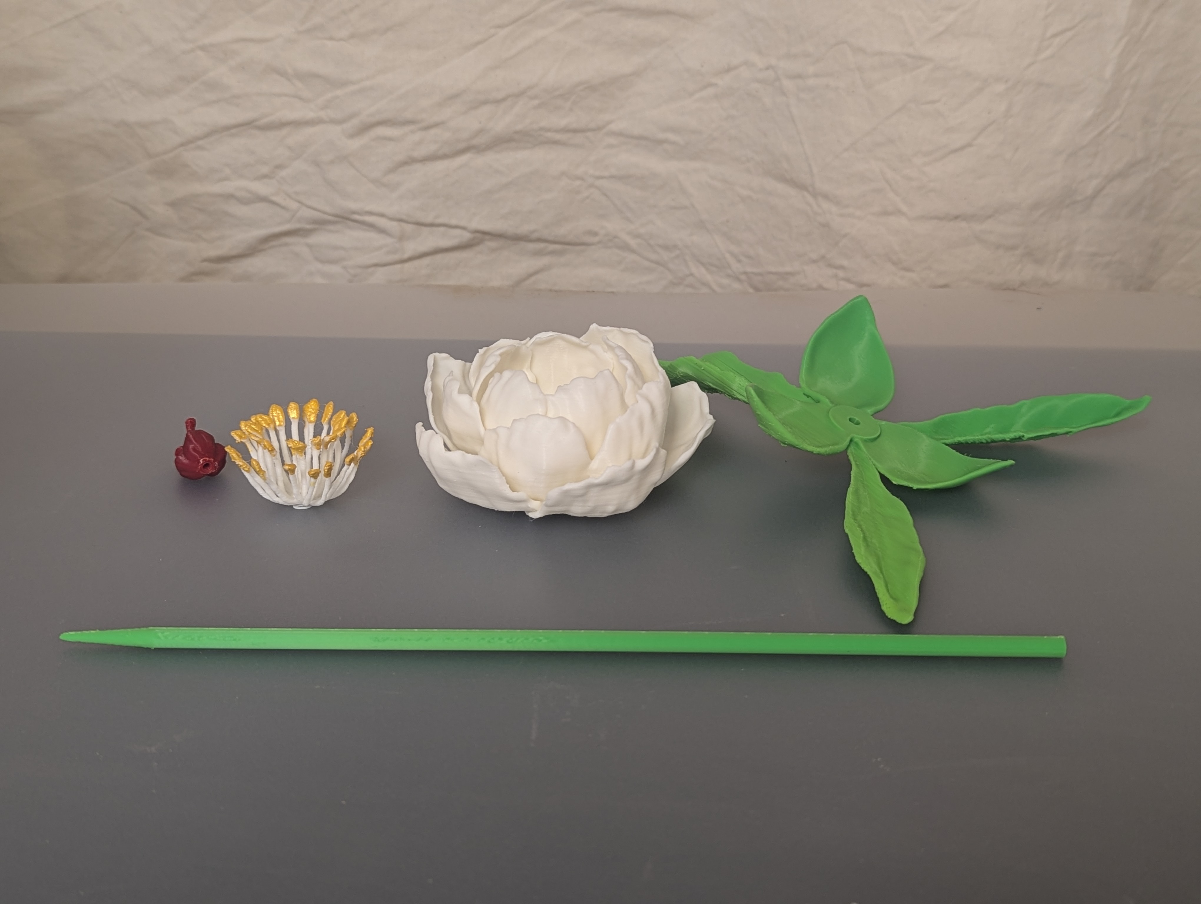 Paeonia, sp (Peony) preview 2