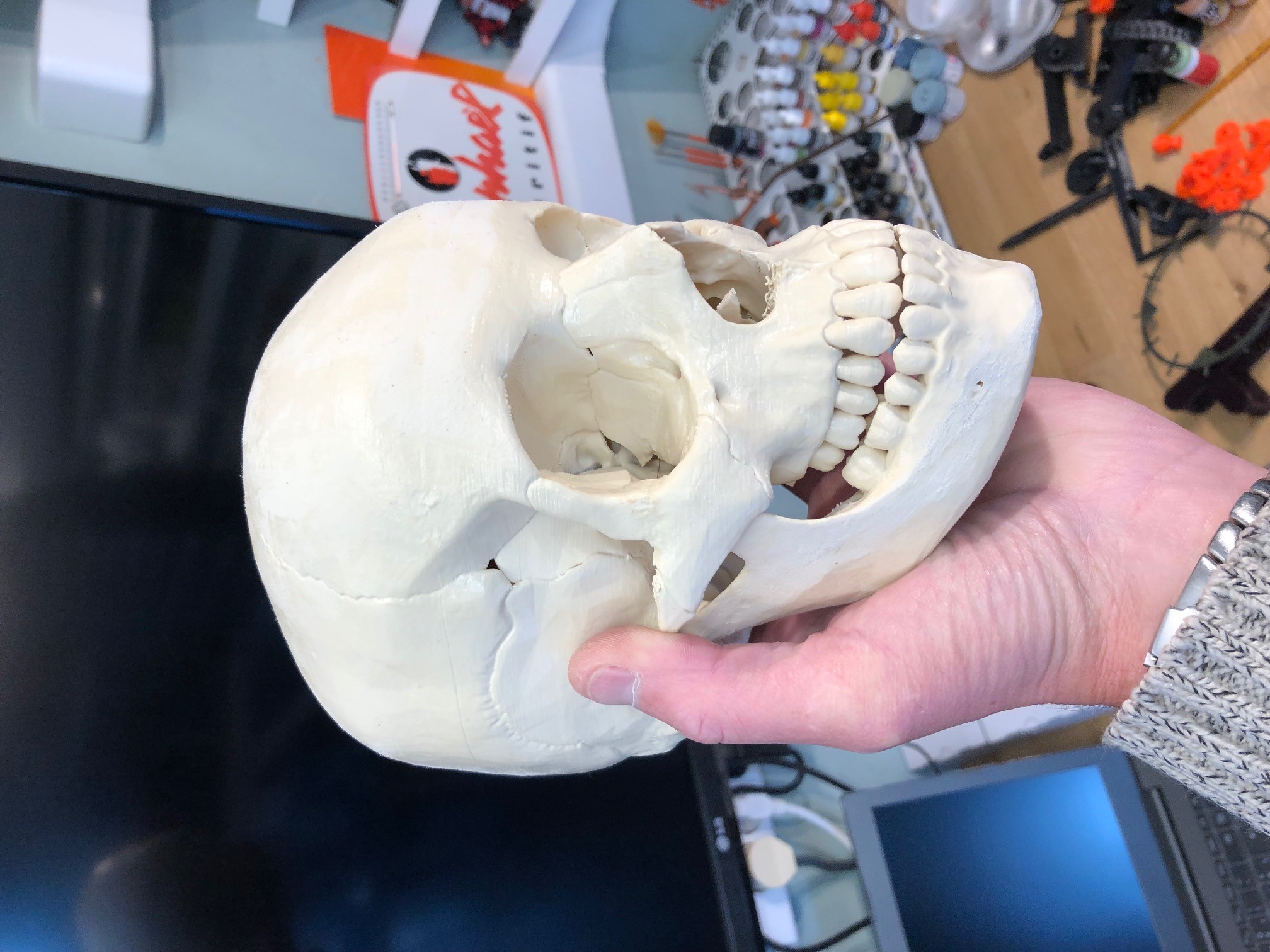 Human skull, anatomically correct preview 1