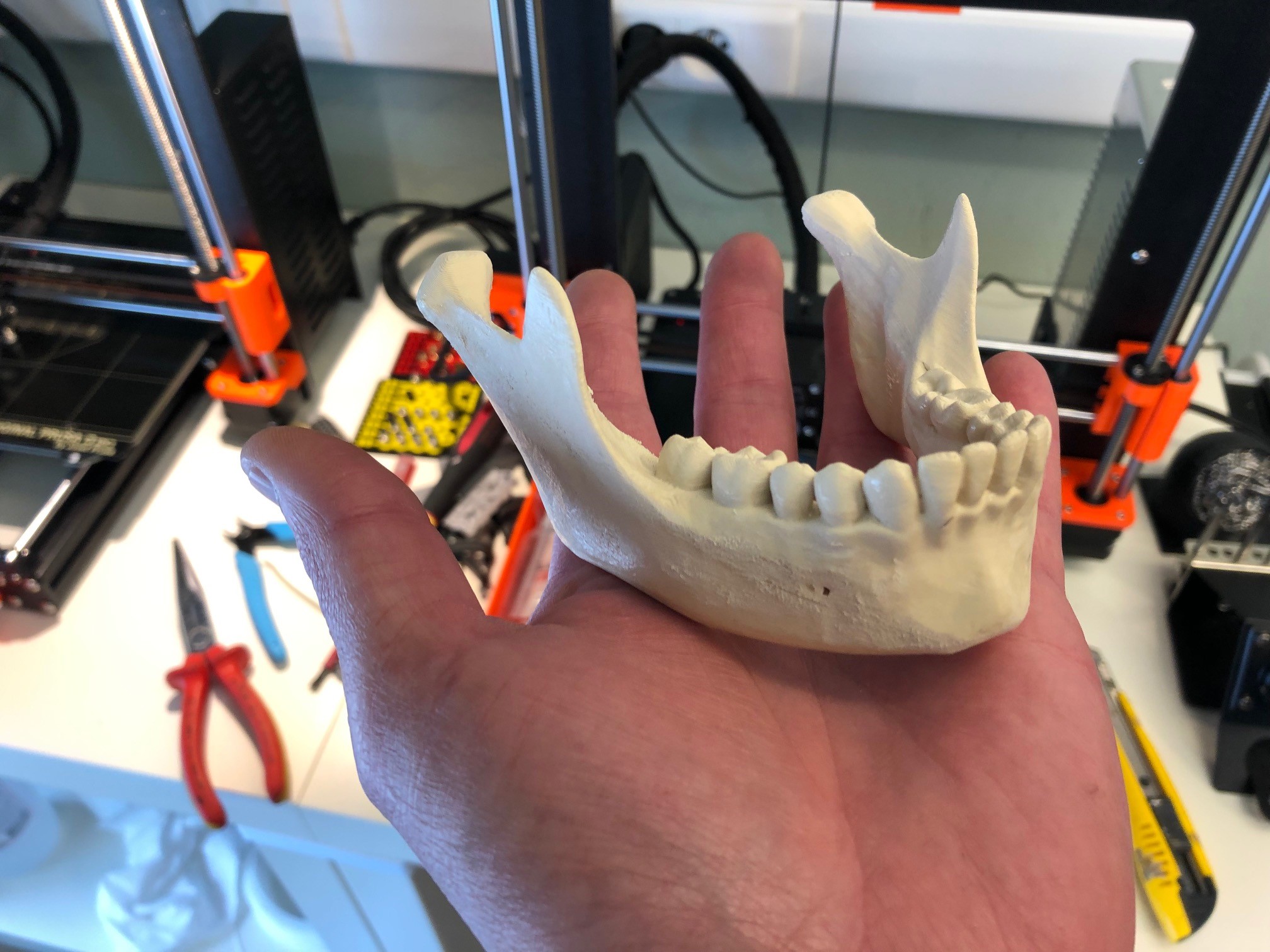 Human skull, anatomically correct preview 2