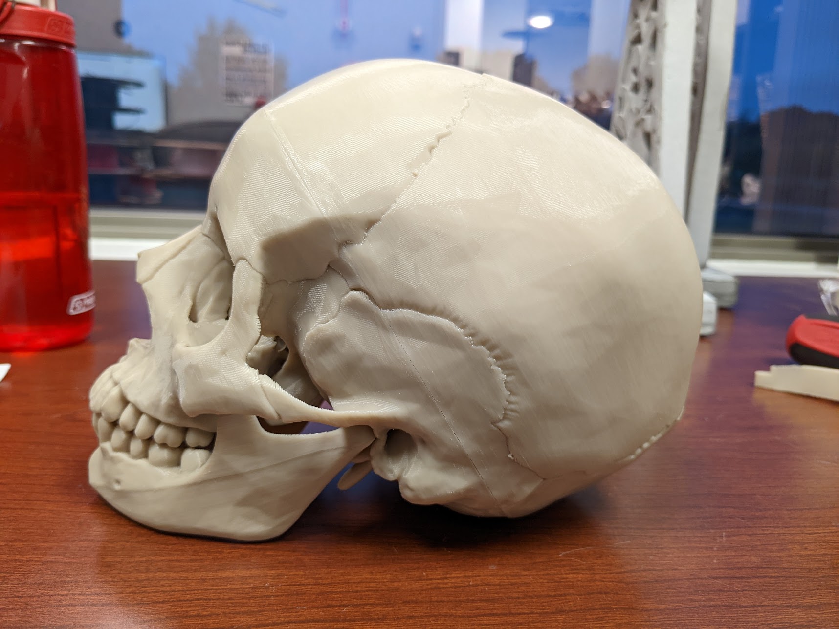 Human skull, anatomically correct - Re-Cut preview