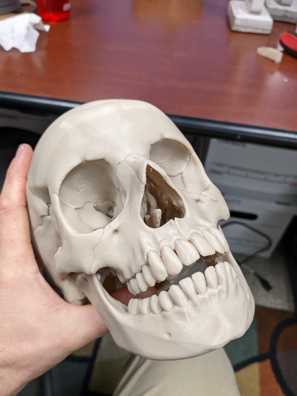 Human skull, anatomically correct - Re-Cut preview 2
