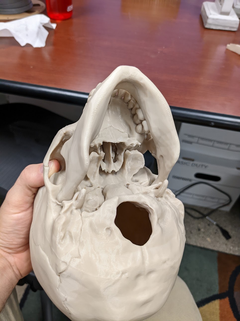 Human skull, anatomically correct - Re-Cut preview 3