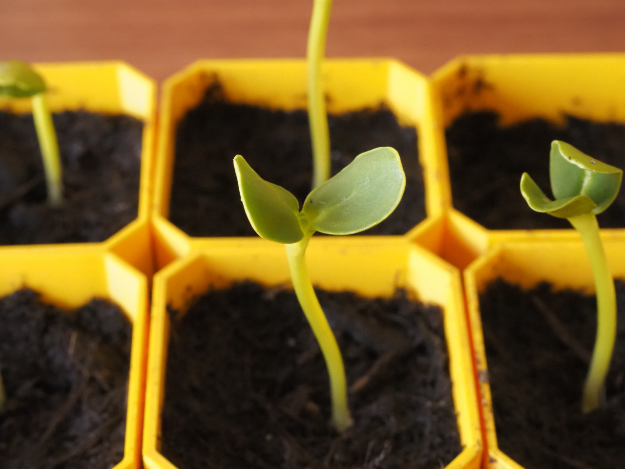 Small Self-Watering Seed Starter preview 2