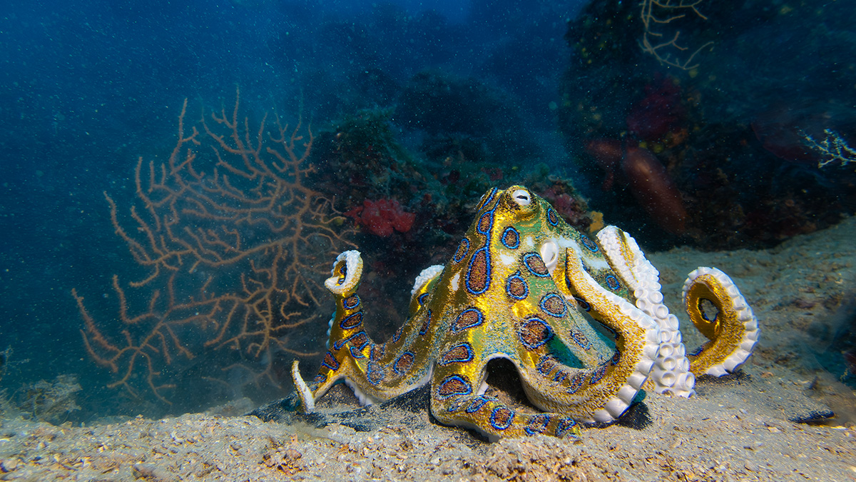 Blue-ringed Octopus tool holder preview 3
