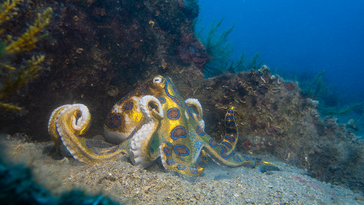 Blue-ringed Octopus tool holder preview 4